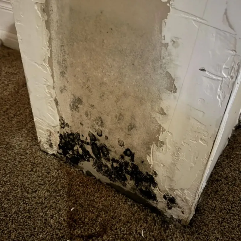 Professional Mold Removal in Charleston, WV